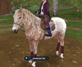 Inspiration, my Star Stable horse, Marzipan Velvet