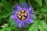 A maypop flower