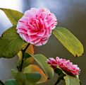 A camellia flower