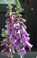 A foxglove flower