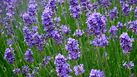 A patch of lavender flowers