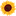 Sunflowers Icon