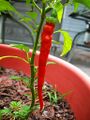 A cayenne pepper plant