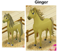 Simon's identical promo horse, Ginger.