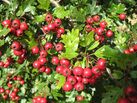 A cluster of hawthorn berries