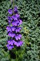 A larkspur flower